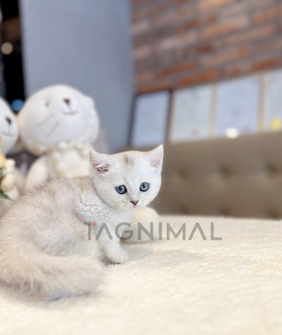 British shorthair kitten for sale, cat for sale at Tagnimal