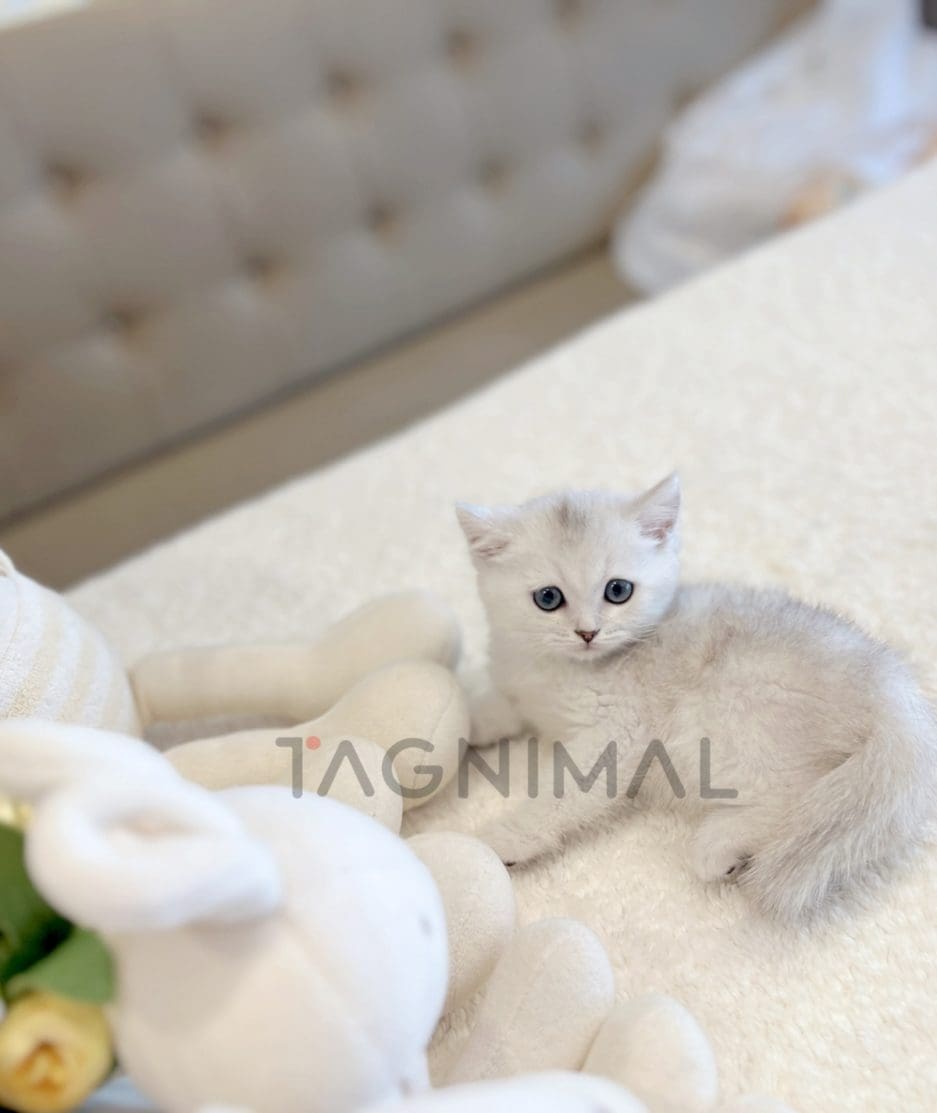 British shorthair kitten for sale, cat for sale at Tagnimal