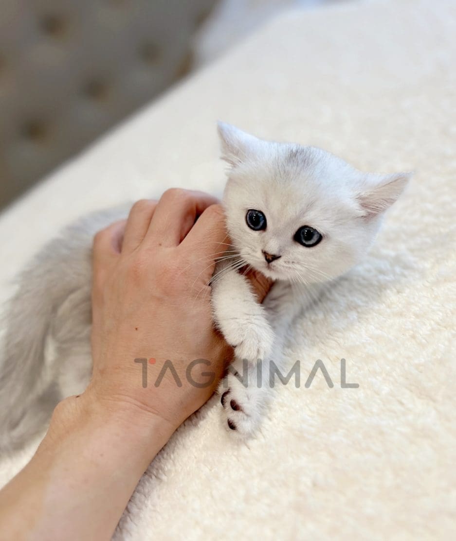 British shorthair kitten for sale, cat for sale at Tagnimal