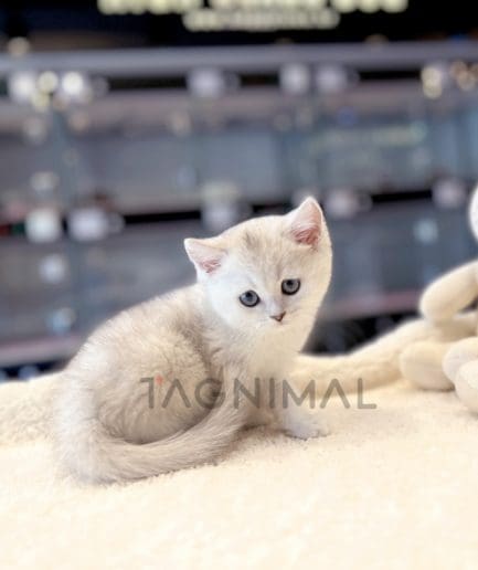 British shorthair kitten for sale, cat for sale at Tagnimal