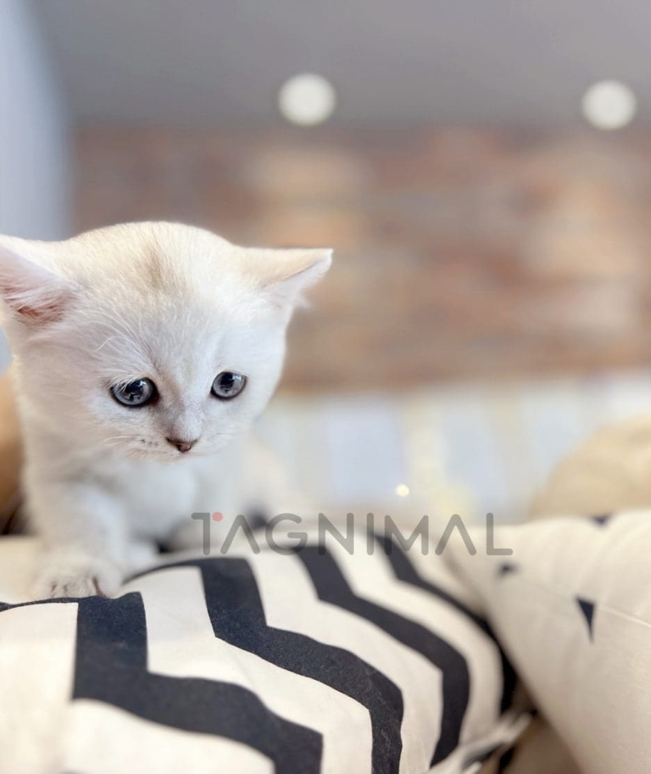 British shorthair kitten for sale, cat for sale at Tagnimal