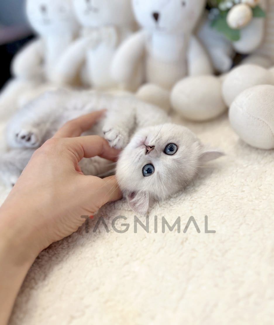 British shorthair kitten for sale, cat for sale at Tagnimal