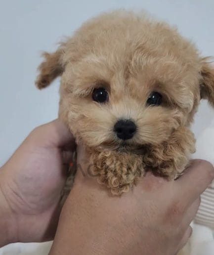 Maltipoo puppy for sale, dog for sale at Tagnimal