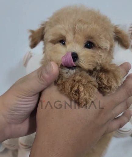 Maltipoo puppy for sale, dog for sale at Tagnimal