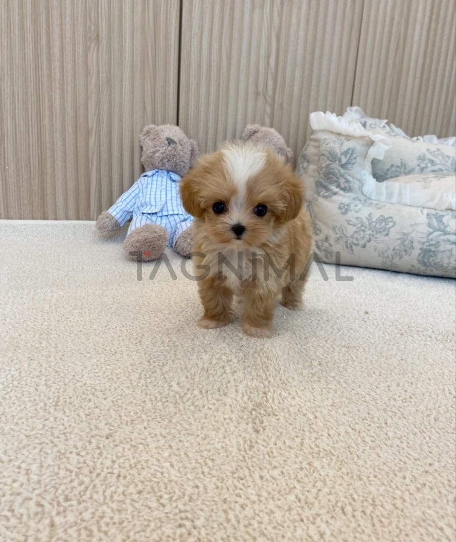 Maltipoo puppy for sale, dog for sale at Tagnimal