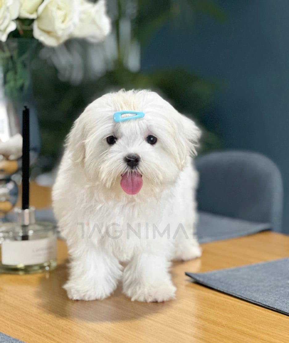 Maltese puppy for sale, dog for sale at Tagnimal