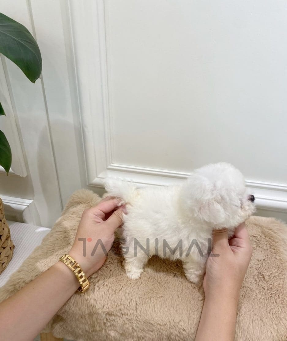 Bichon puppy for sale, dog for sale at Tagnimal