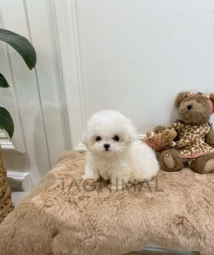 Bichon puppy for sale, dog for sale at Tagnimal