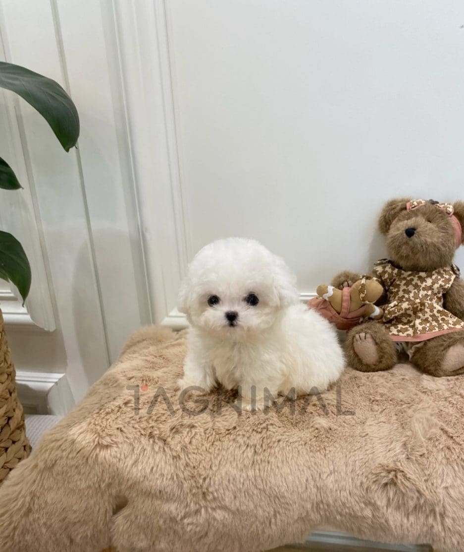 Bichon puppy for sale, dog for sale at Tagnimal