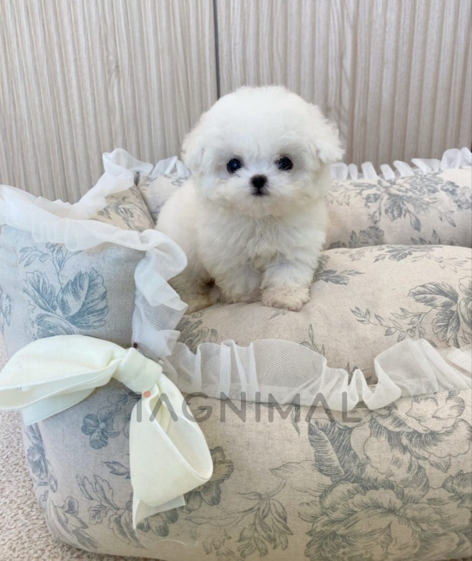 Bichon puppy for sale, dog for sale at Tagnimal