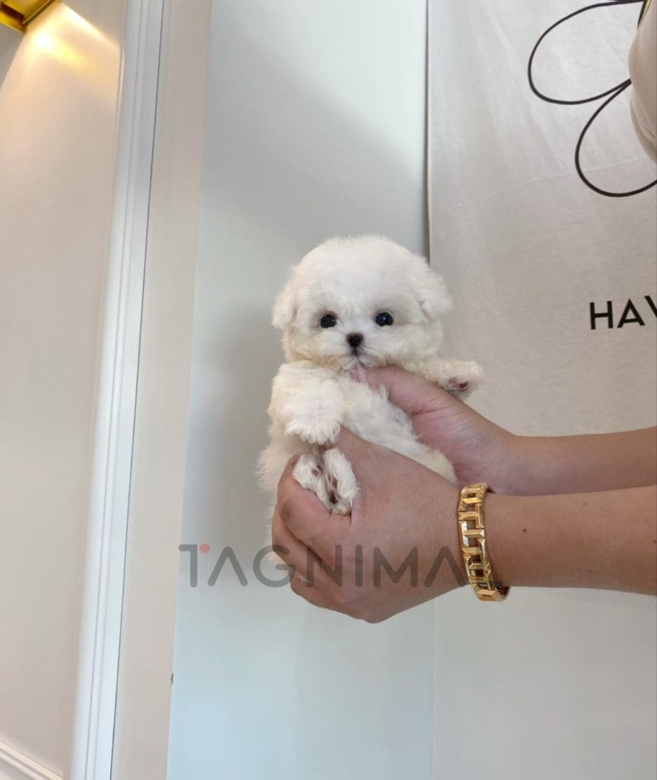 Bichon puppy for sale, dog for sale at Tagnimal