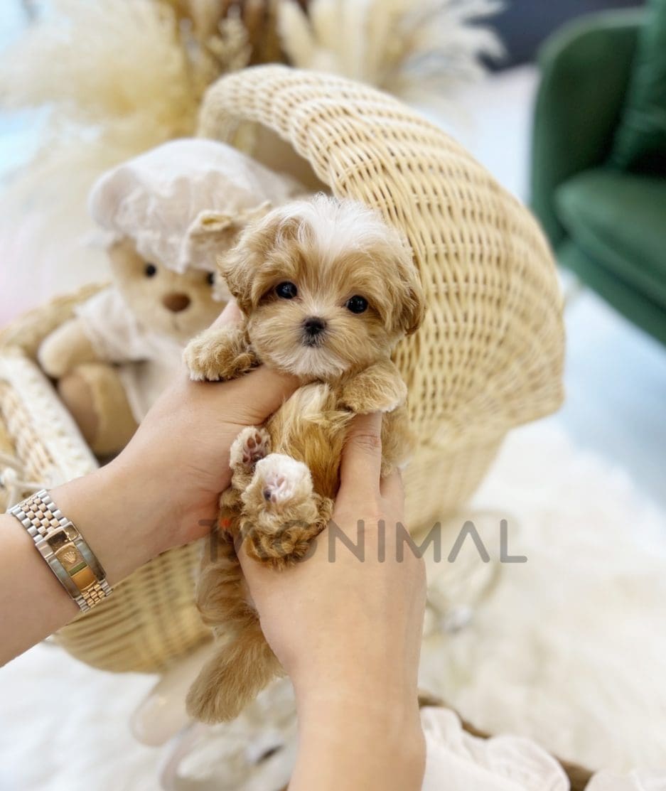 Maltipoo puppy for sale, dog for sale at Tagnimal