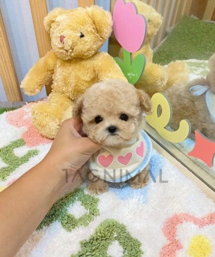 Maltipoo puppy for sale, dog for sale at Tagnimal