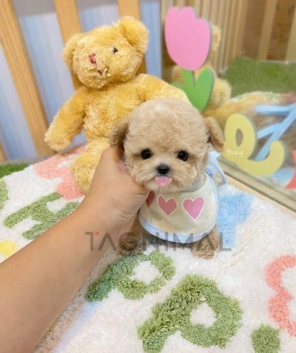 Maltipoo puppy for sale, dog for sale at Tagnimal