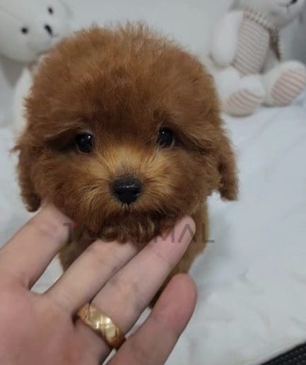 Poodle puppy for sale, dog for sale at Tagnimal