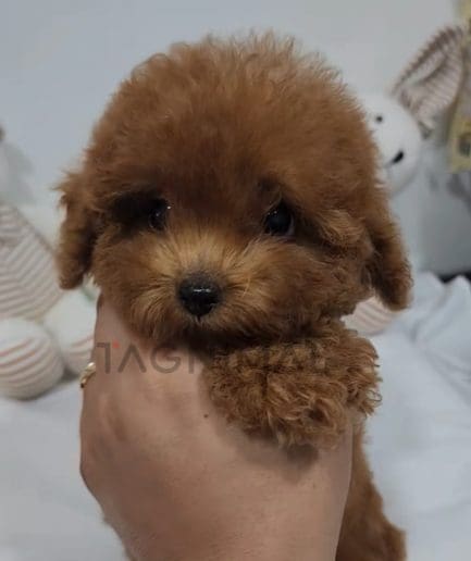 Poodle puppy for sale, dog for sale at Tagnimal