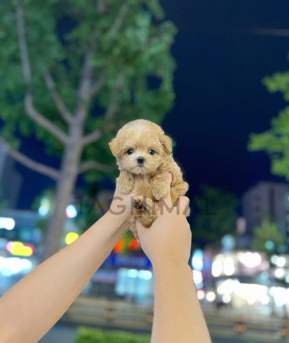 Maltipoo puppy for sale, dog for sale at Tagnimal