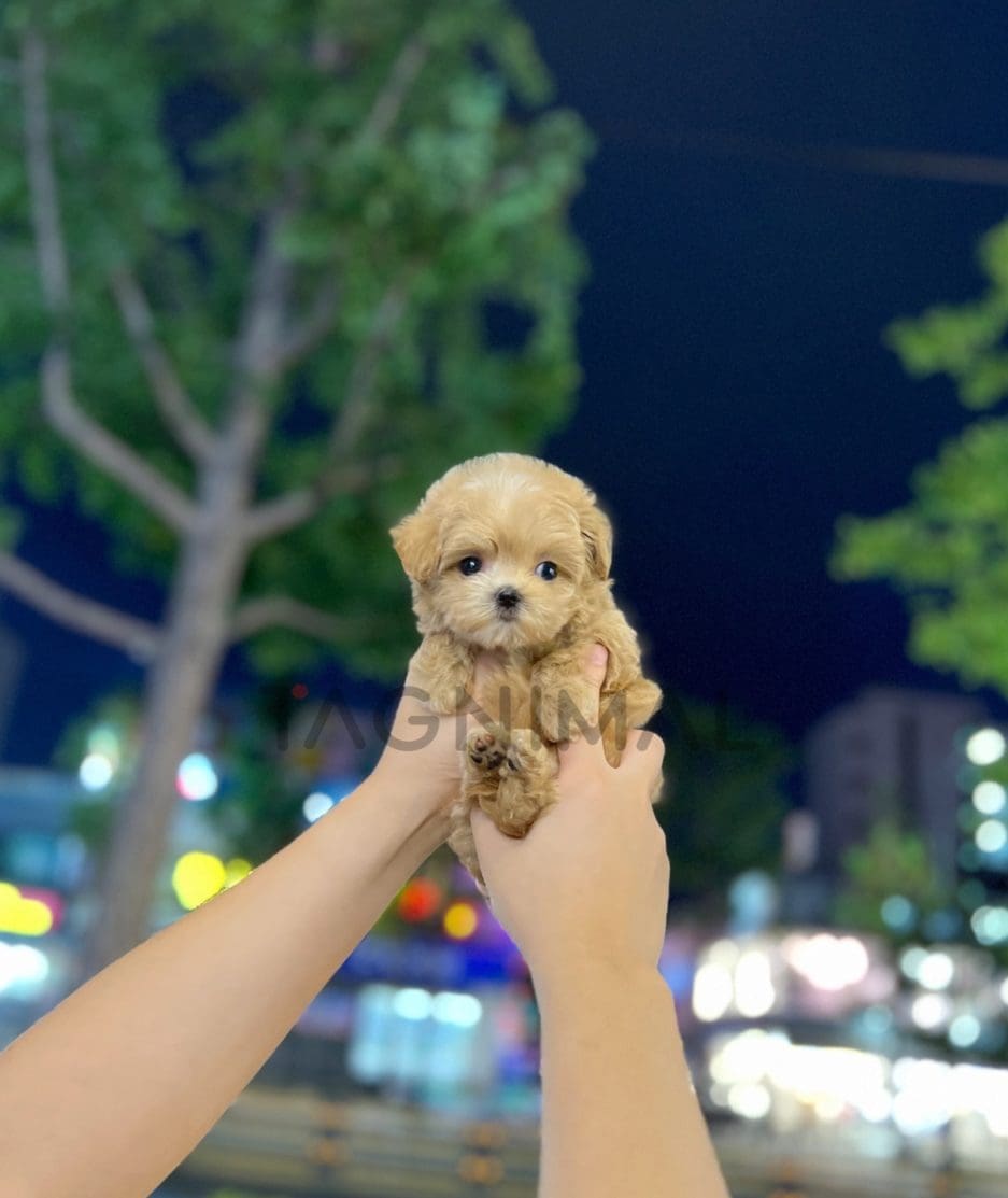 Maltipoo puppy for sale, dog for sale at Tagnimal