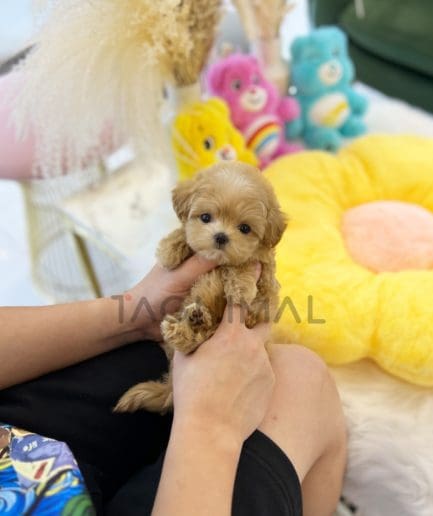 Maltipoo puppy for sale, dog for sale at Tagnimal