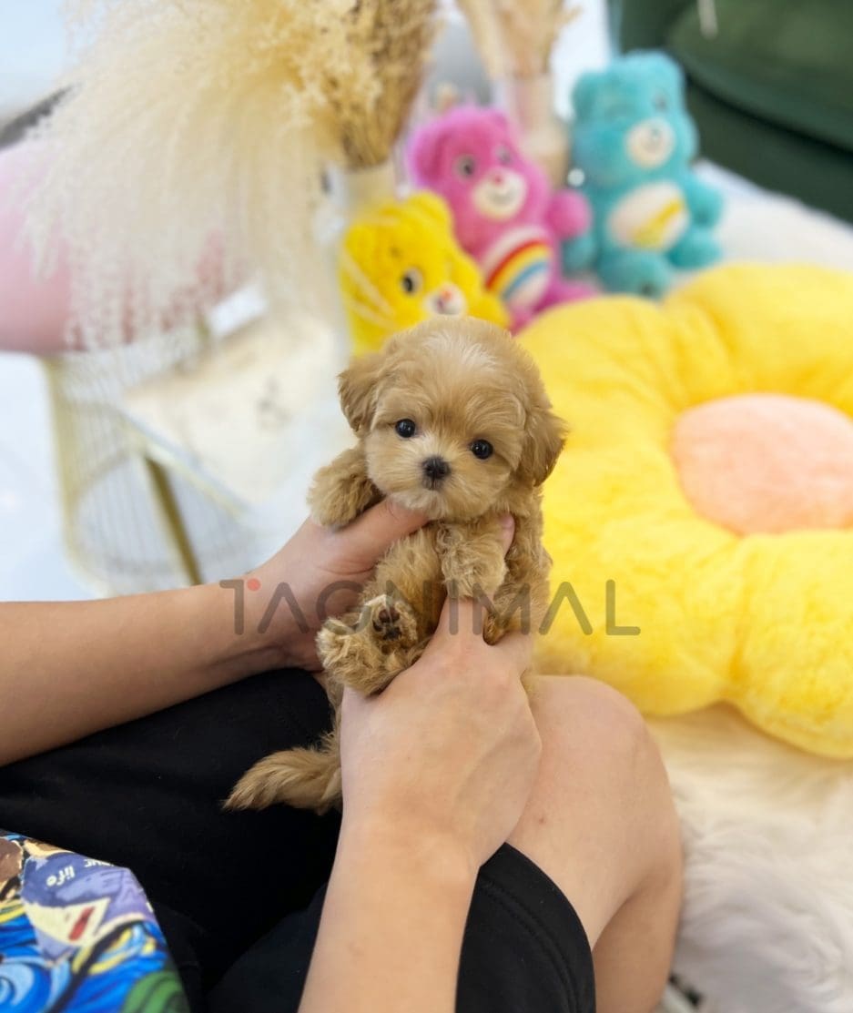 Maltipoo puppy for sale, dog for sale at Tagnimal