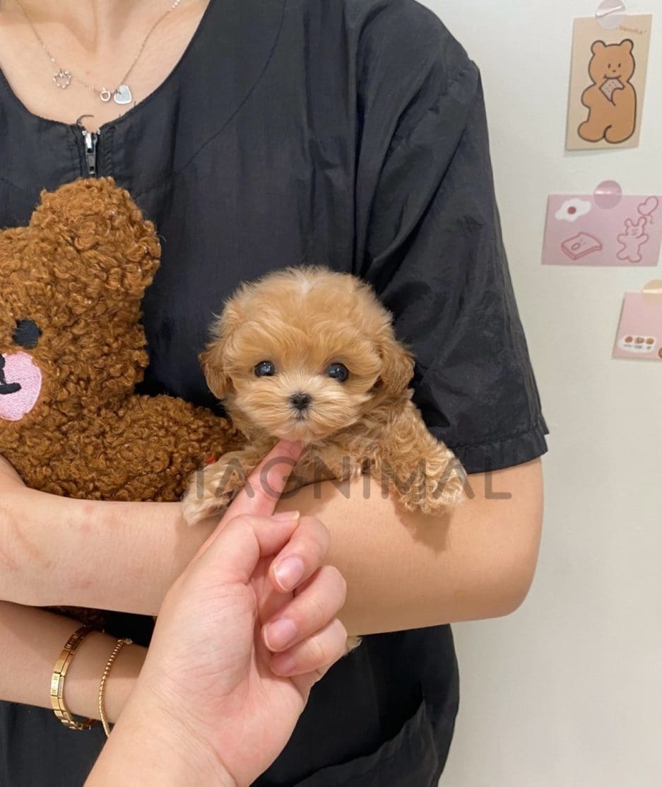 Maltipoo puppy for sale, dog for sale at Tagnimal