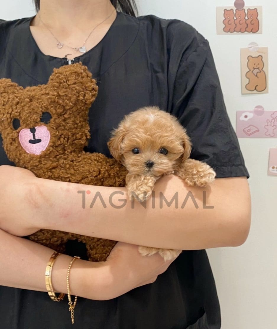 Maltipoo puppy for sale, dog for sale at Tagnimal