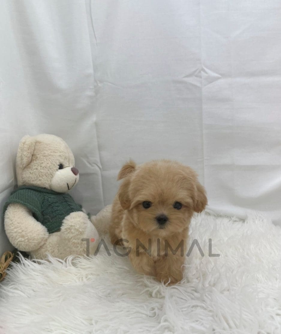 Maltipoo puppy for sale, dog for sale at Tagnimal