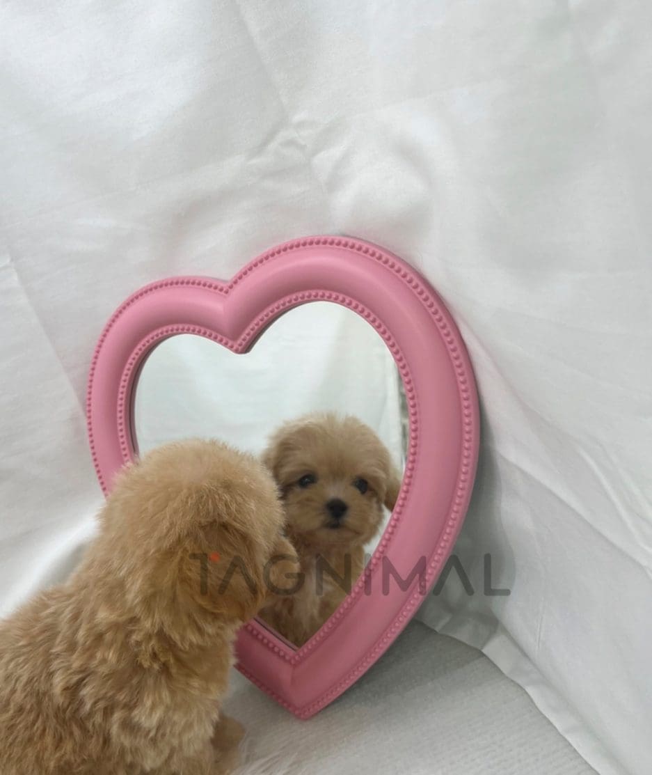 Maltipoo puppy for sale, dog for sale at Tagnimal