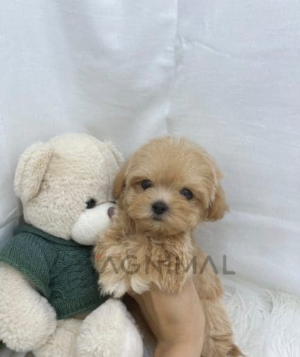 Maltipoo puppy for sale, dog for sale at Tagnimal