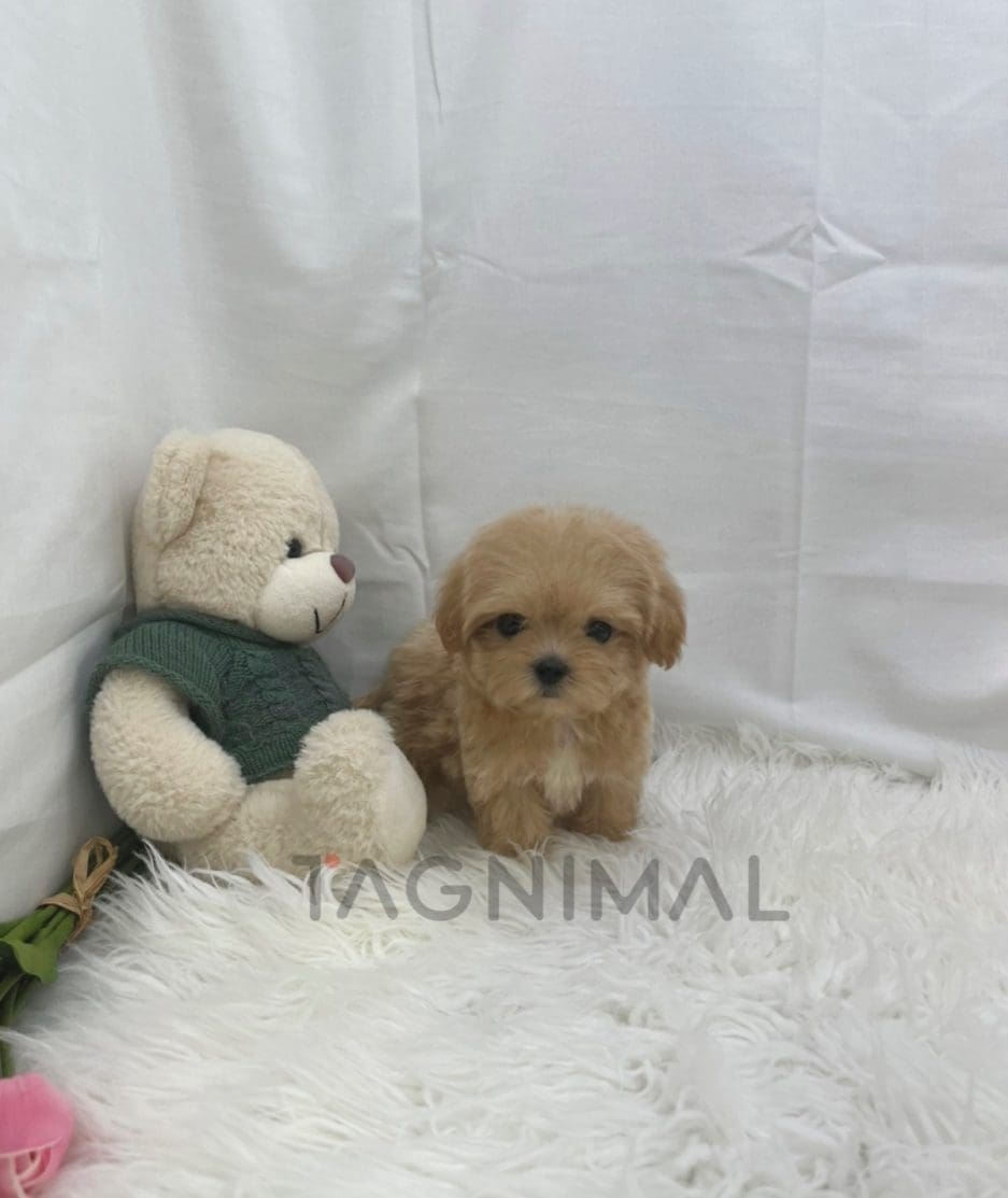 Maltipoo puppy for sale, dog for sale at Tagnimal