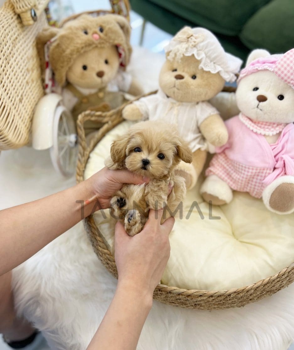 Maltipoo puppy for sale, dog for sale at Tagnimal