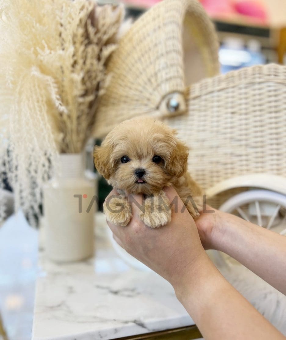 Maltipoo puppy for sale, dog for sale at Tagnimal