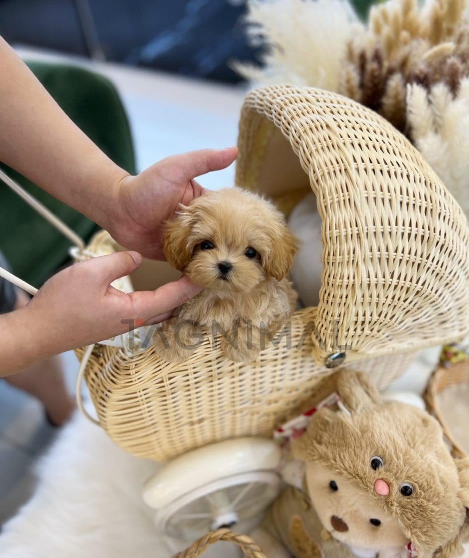 Maltipoo puppy for sale, dog for sale at Tagnimal