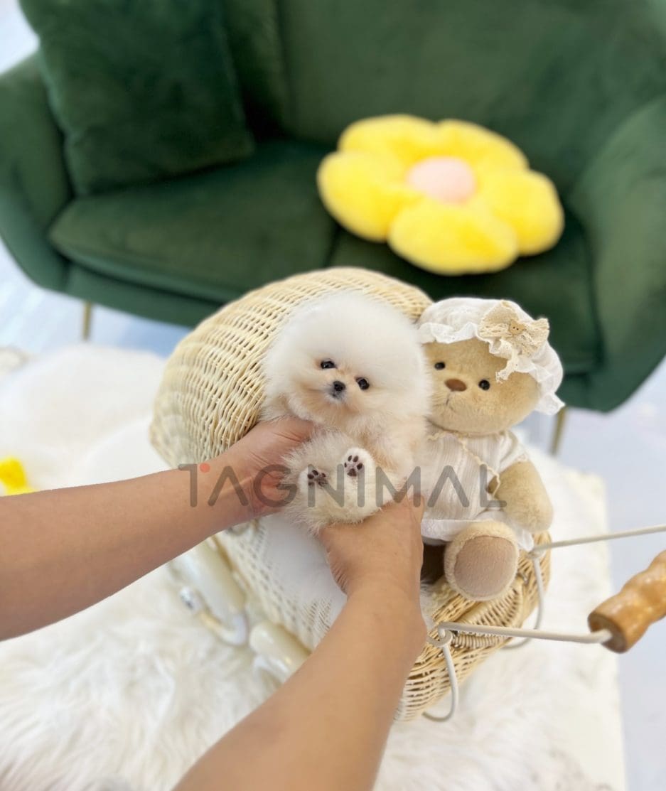 Pomeranian puppy for sale, dog for sale at Tagnimal