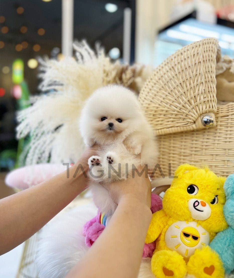 Pomeranian puppy for sale, dog for sale at Tagnimal