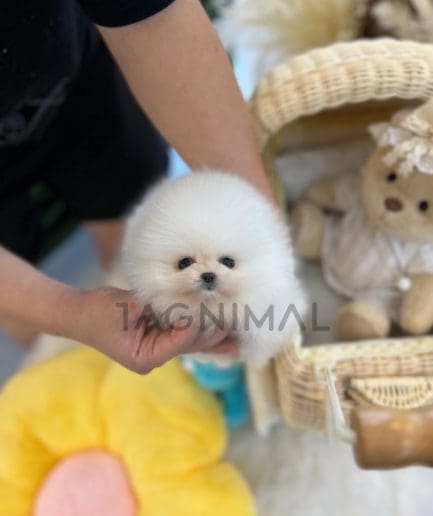 Pomeranian puppy for sale, dog for sale at Tagnimal