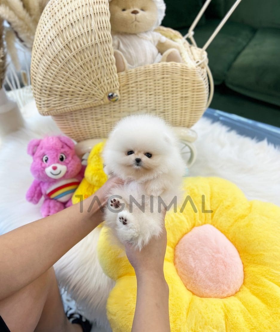 Pomeranian puppy for sale, dog for sale at Tagnimal