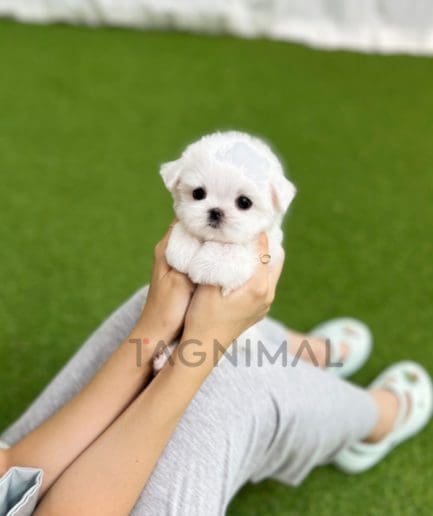 Maltese puppy for sale, dog for sale at Tagnimal