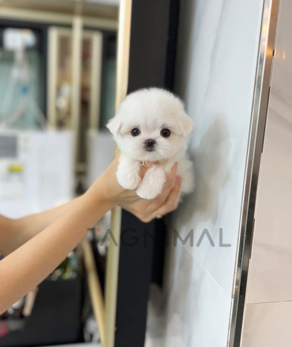 Maltese puppy for sale, dog for sale at Tagnimal