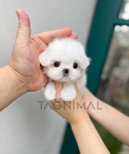 Maltese puppy for sale, dog for sale at Tagnimal