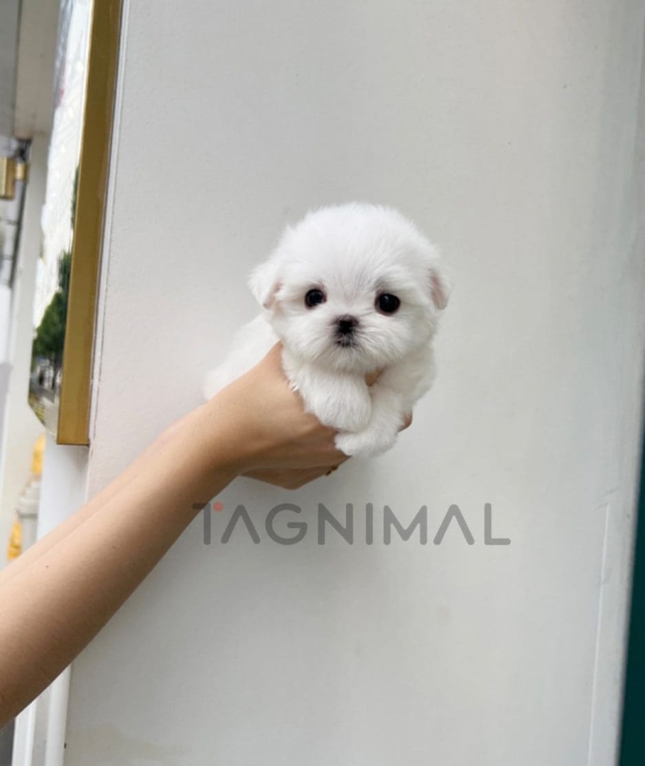 Maltese puppy for sale, dog for sale at Tagnimal