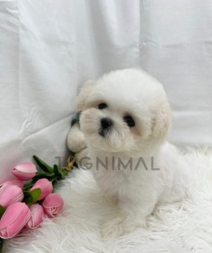 Bichon puppy for sale, dog for sale at Tagnimal