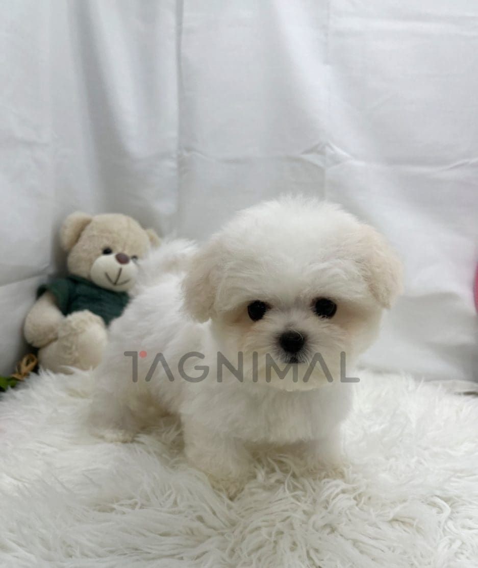 Bichon puppy for sale, dog for sale at Tagnimal