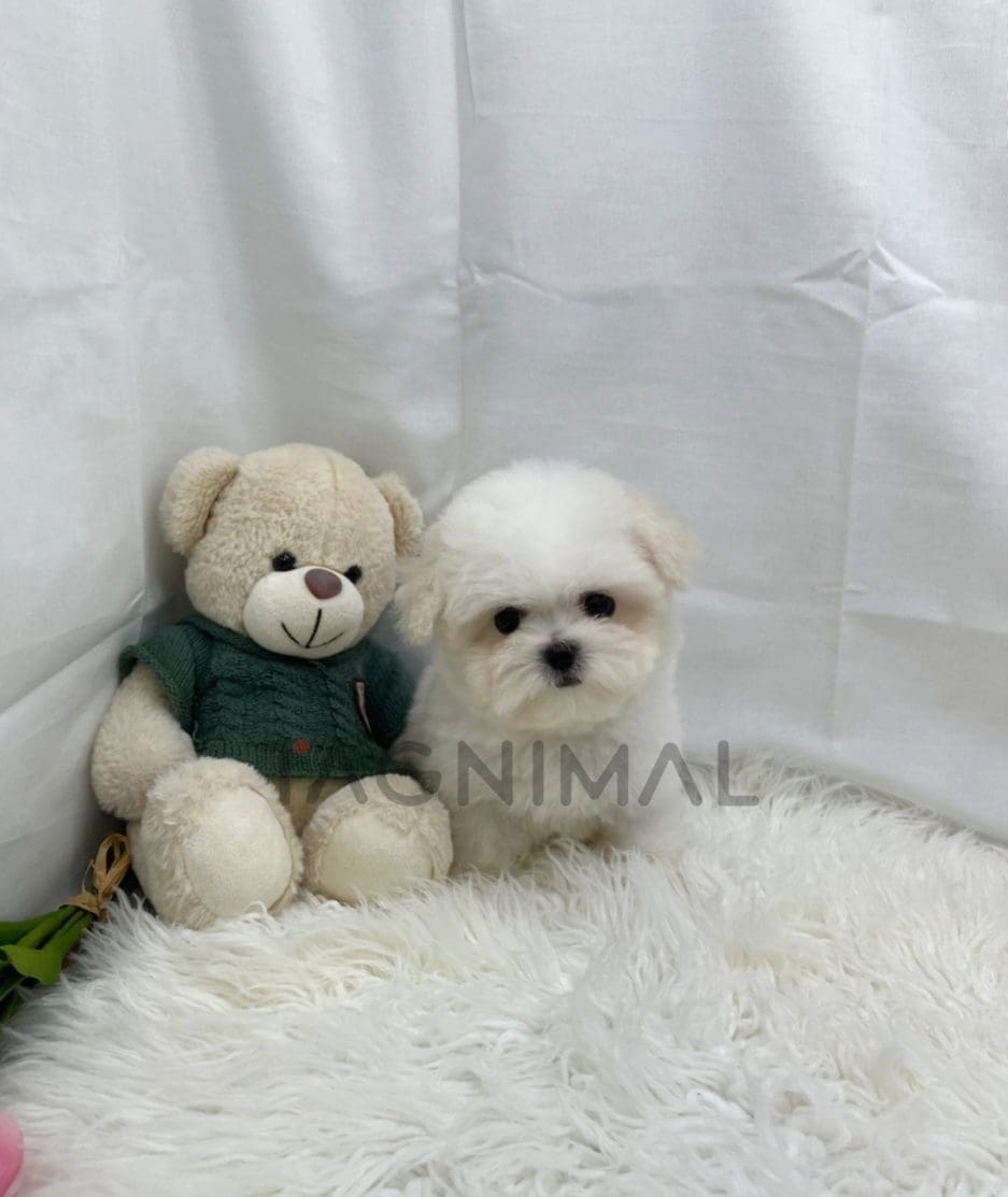 Bichon puppy for sale, dog for sale at Tagnimal