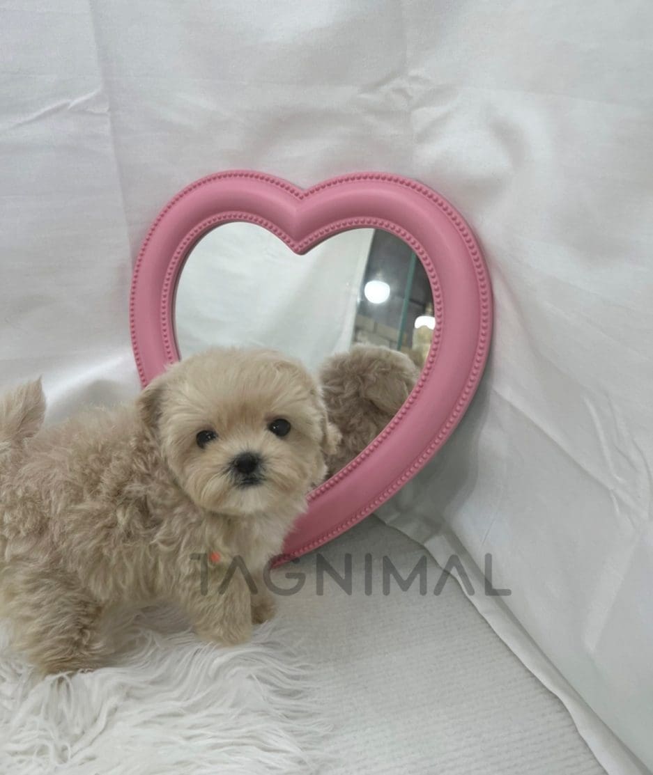 Maltipoo puppy for sale, dog for sale at Tagnimal