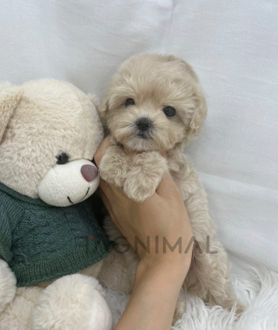 Maltipoo puppy for sale, dog for sale at Tagnimal