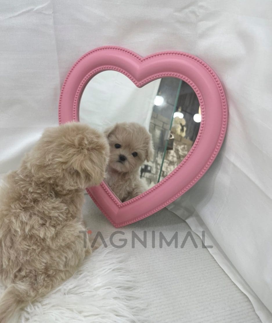 Maltipoo puppy for sale, dog for sale at Tagnimal