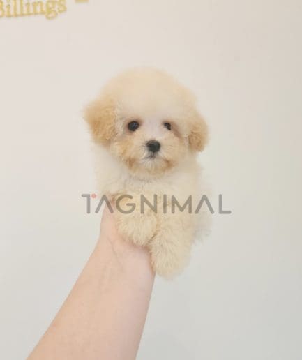 Poodle puppy for sale, dog for sale at Tagnimal