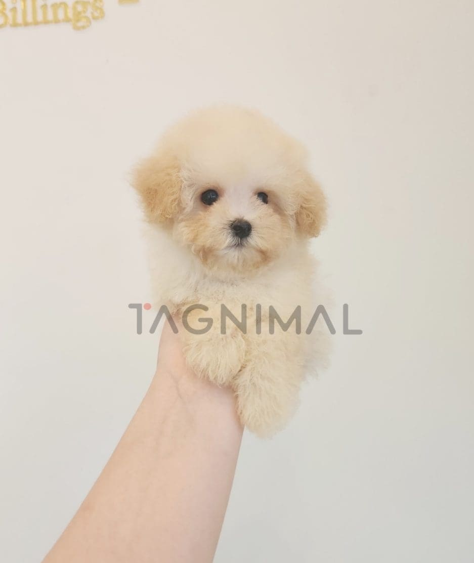 Poodle puppy for sale, dog for sale at Tagnimal