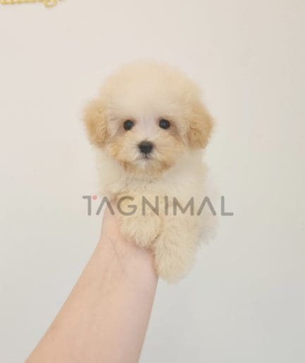 Poodle puppy for sale, dog for sale at Tagnimal